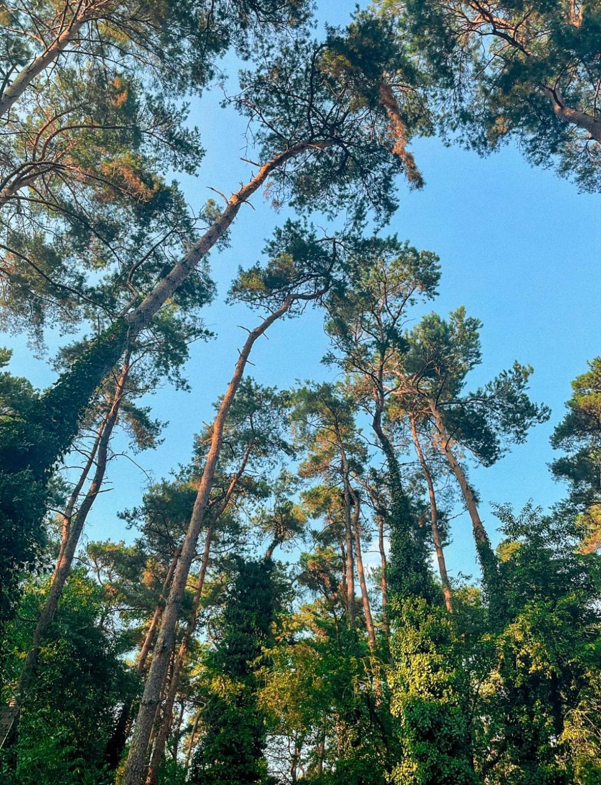 Boshuisje Pinus Sonnevijver Residences 라나켄 외부 사진