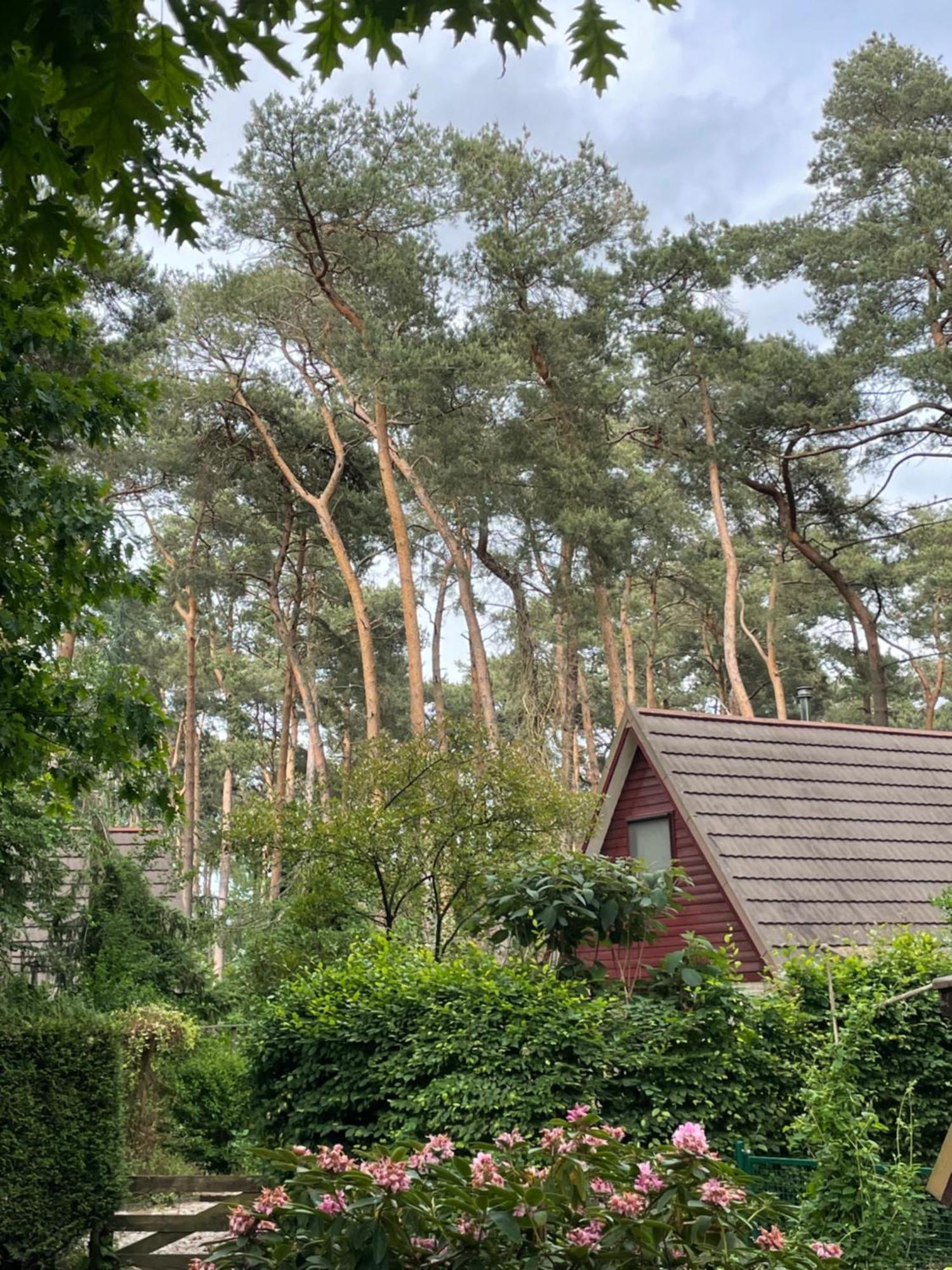 Boshuisje Pinus Sonnevijver Residences 라나켄 외부 사진